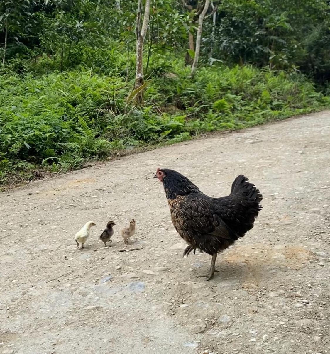 Bikki'S Jungle Homestay 하 기앙 외부 사진