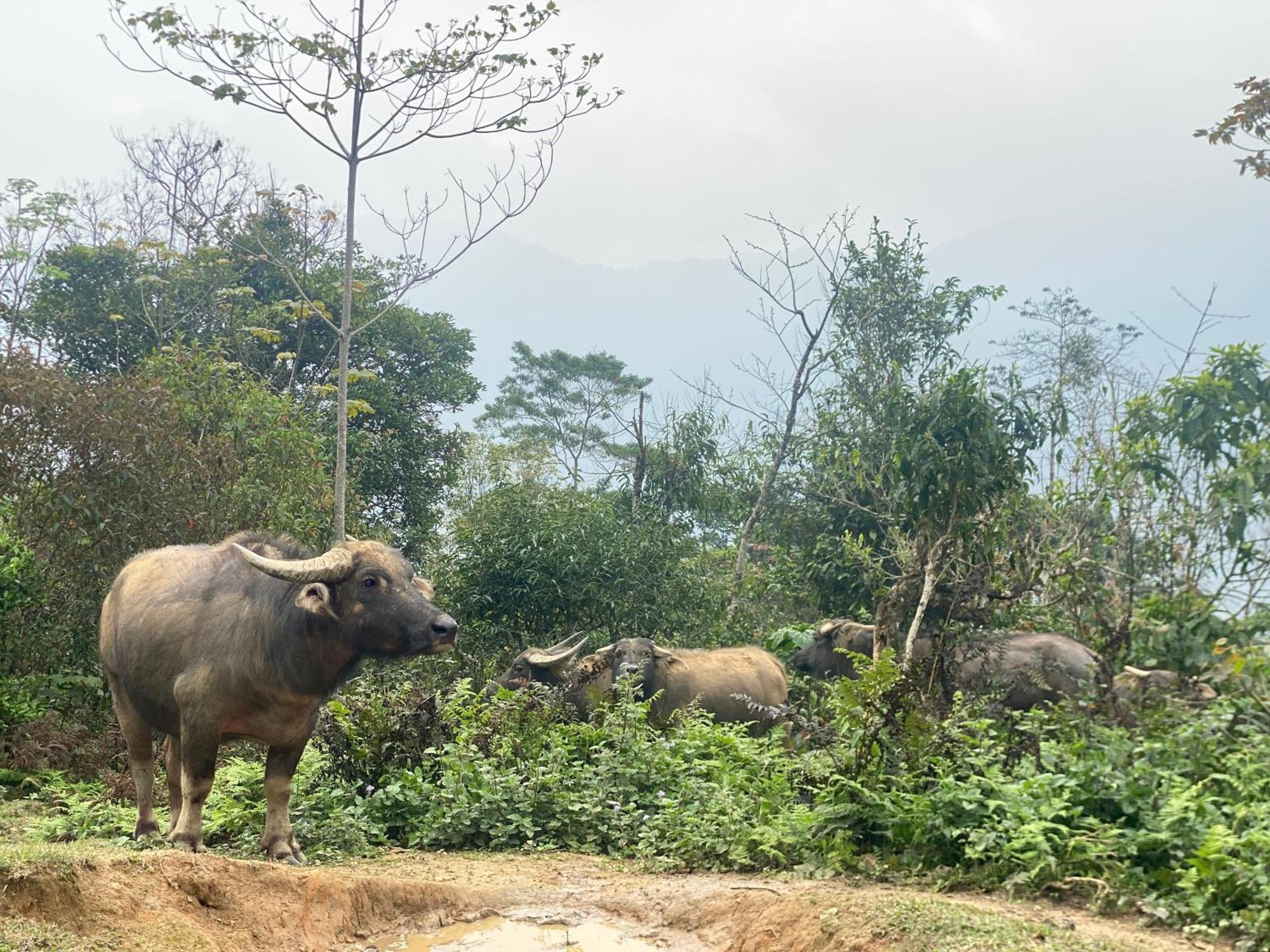 Bikki'S Jungle Homestay 하 기앙 외부 사진