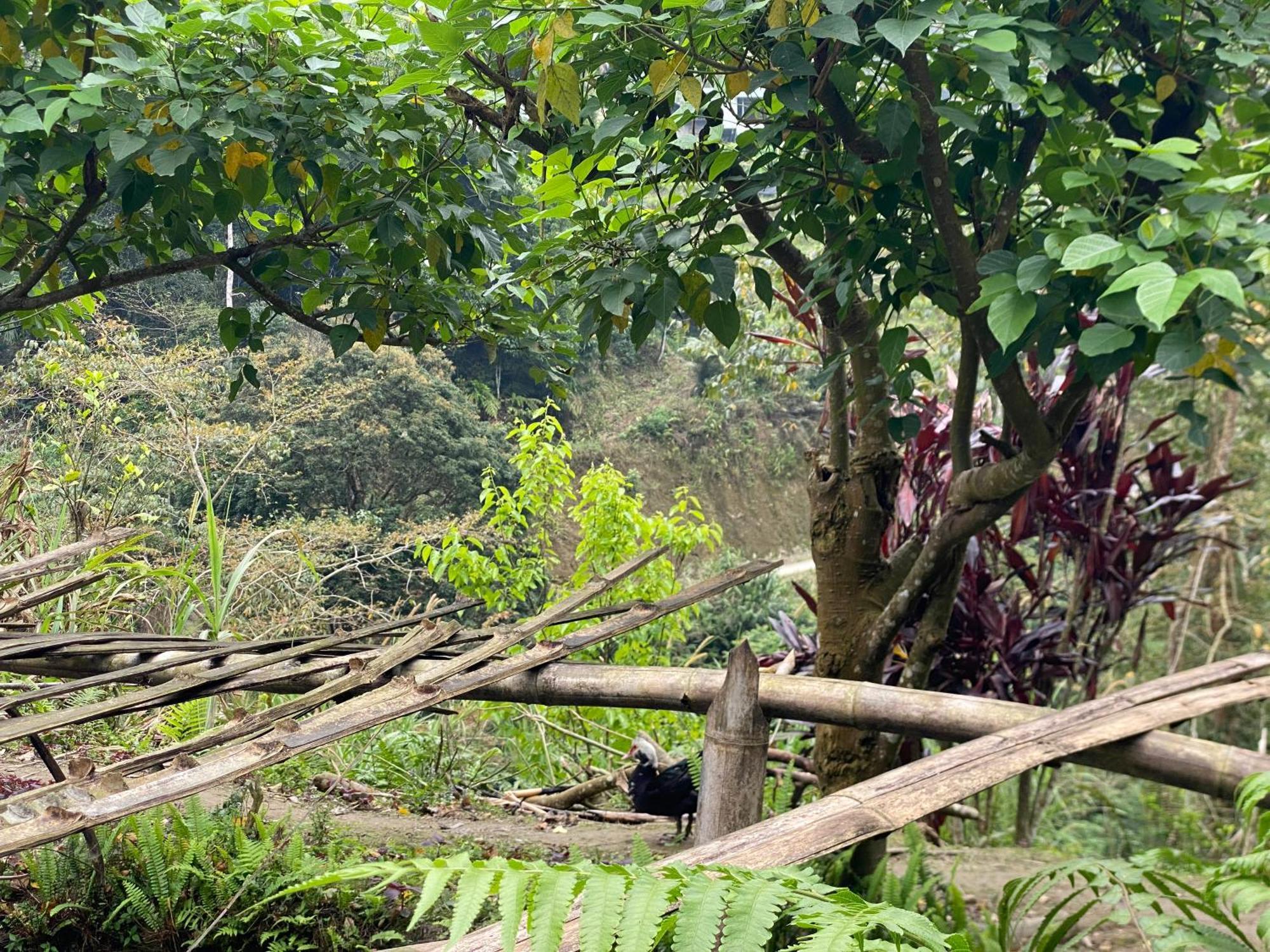 Bikki'S Jungle Homestay 하 기앙 외부 사진