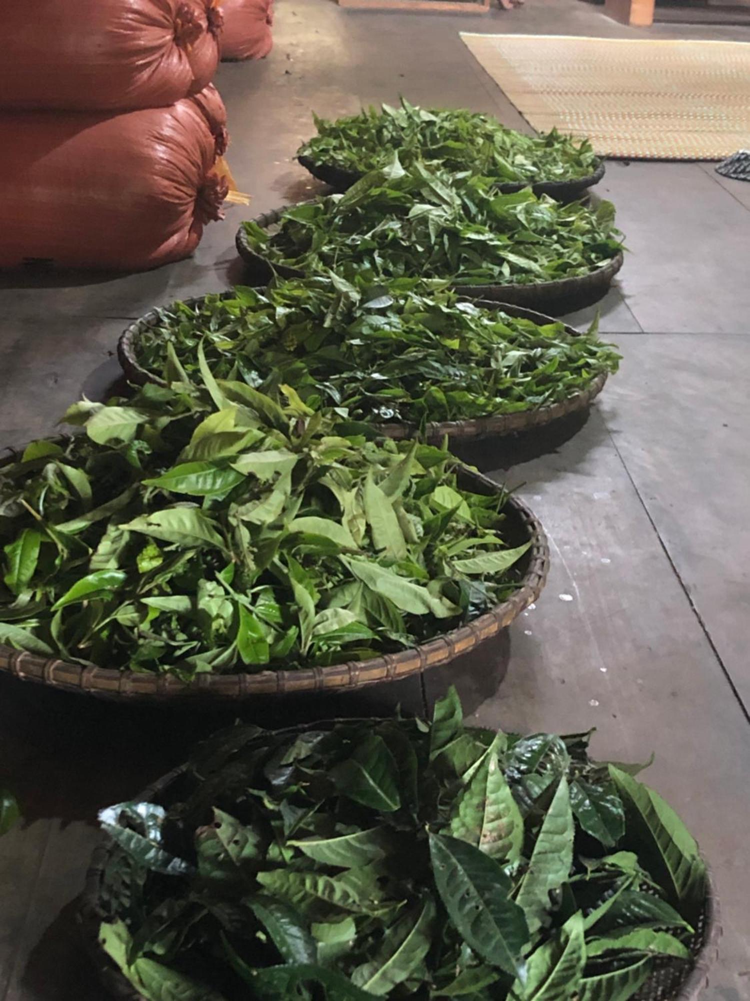 Bikki'S Jungle Homestay 하 기앙 외부 사진